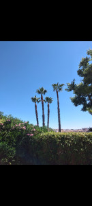 Photo de galerie - Elagage et coupe d'arbres