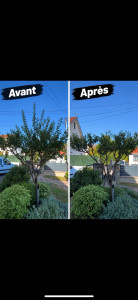 Photo de galerie - Taille d’arbre fruitier 