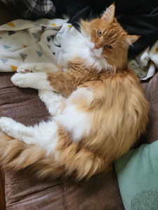 Photo de galerie - Mon chat Djay , une adorable boule de poils qui a eu 58 copains depuis notre lancement de gardes :)