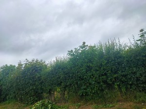 Photo de galerie - Taille de haies et d'arbustes