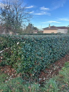 Photo de galerie - Taille de haie 