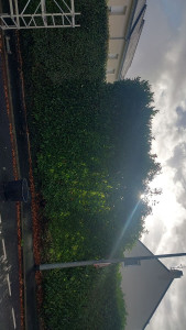 Photo de galerie - Avant la taille 