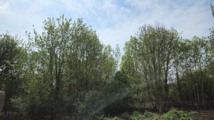Photo de galerie - Entretien d'un terrain vierges.