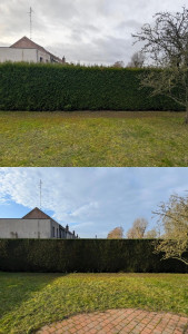 Photo de galerie - Thuyas 