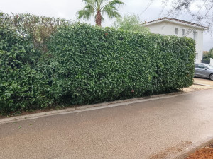 Photo de galerie - Taille de haie 
