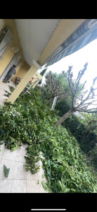 Photo de galerie - Taille de mûriers platane 