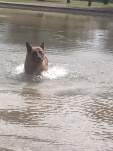 Photo de galerie - Garde de chien 
Nissan Berger allemand de 7ans