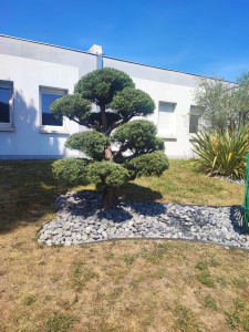 Photo de galerie - Tonte et taille 