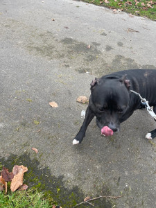 Photo de galerie - Petite balade avec Oslo le Staffi 