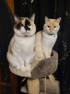 Photo de galerie - Garde chat