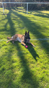 Photo de galerie - Promenade et jeu avec chien 