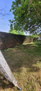 Photo de galerie - Taille de haie Sanguinet ☀️