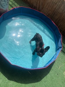 Photo de galerie - Garde animaux