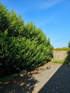 Photo de galerie - Rabattage Haie de Palmes avant 