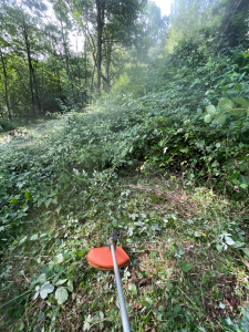 Photo de galerie - Tonte de pelouse - Débroussaillage