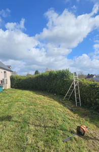 Photo de galerie - AVANT 
remise à niveau d'une haie