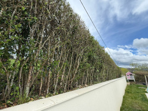 Photo de galerie - Taille de haies et d'arbustes