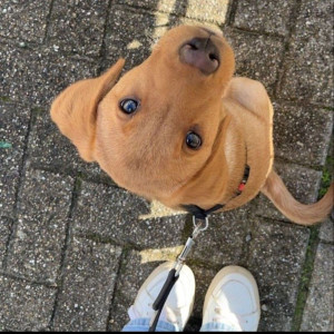 Photo de galerie - • Promenade sur demande de votre chien (forfaits 