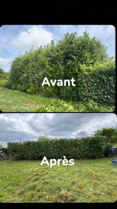Photo de galerie - Rabatage d’un haie de laurier de 4m à 2m 