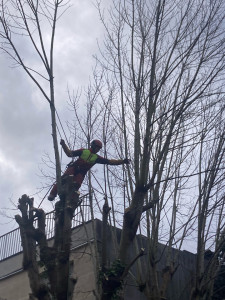 Photo de galerie - Élagage et abattage