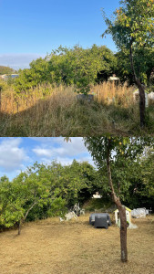 Photo de galerie - Tonte de pelouse - Débroussaillage