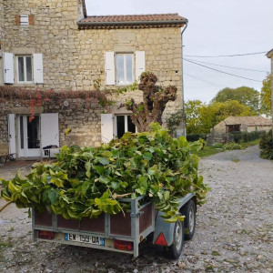 Photo de galerie - Tonte de pelouse - Débroussaillage