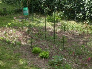 Photo de galerie - Mon petit potager en 2015