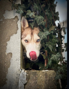 Photo de galerie - Luna en séance photo