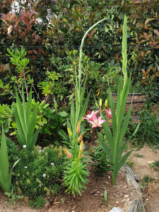 Photo de galerie - Paysagiste - Aménagement du jardin