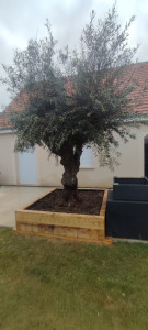 Photo de galerie - Création de jardinière, livraison et implantation d'un olivier.