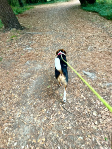 Photo de galerie - Promenade en forêt  pour Toss