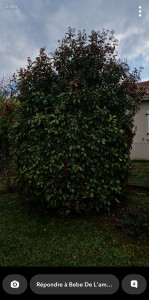 Photo de galerie - Elagage et coupe d'arbres