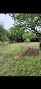 Photo de galerie - Arrachage des souches, remise en état du terrain+ engazoment.
