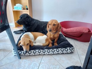 Photo de galerie - Garde d'animaux, comme à la maison 