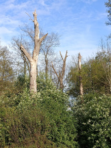 Photo de galerie - Elagage et coupe d'arbres