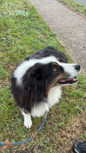 Photo de galerie - Garde chien