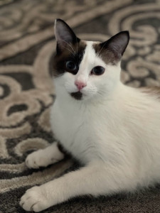 Photo de galerie - J'ai gardé un petit chat d'un an, plein d'énergie, pendant 2 semaines. Il s'entendait très bien avec mon chat de 14 ans.