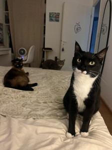 Photo de galerie - Daphnéo et Snooky (avec Steelix en fond)