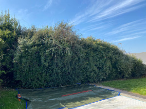 Photo de galerie - Taille de haies et d'arbustes