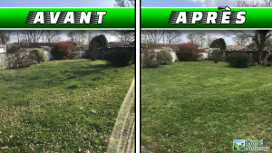 Photo de galerie - Tonte de pelouse