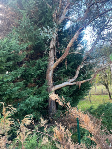 Photo de galerie - Un abattage 