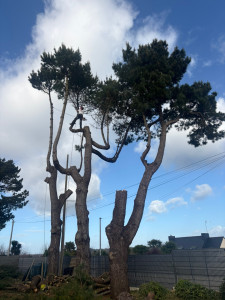 Photo de galerie - Démontage de 3 gros pins 