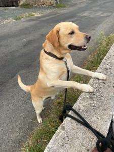 Photo de galerie - Très obéissant mon nouveau pote de cette semaine orus