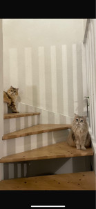 Photo de galerie - Nala et Baia