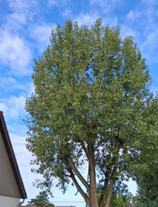 Photo de galerie - Elagage et coupe d'arbres