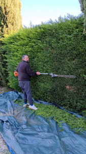 Photo de galerie - Taille de haie