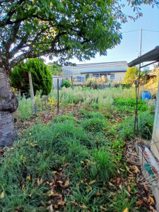 Photo de galerie - Tonte de pelouse - Débroussaillage