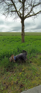 Photo de galerie - Garde animaux