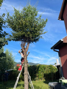 Photo de galerie - Elagage et coupe d'arbres