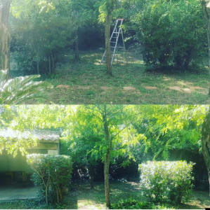 Photo de galerie - Taille Laurus